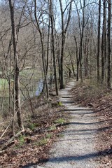 The winding trail in the forest.