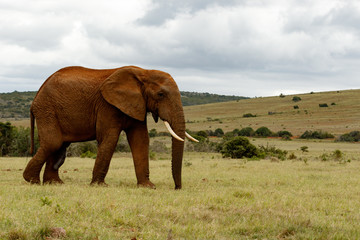 Fototapeta na wymiar Big elephant walking in the field