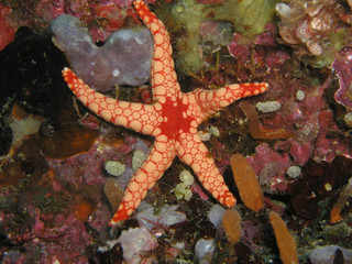 Starfish on maldives