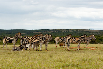 Fototapeta na wymiar Zebras lining up for some water