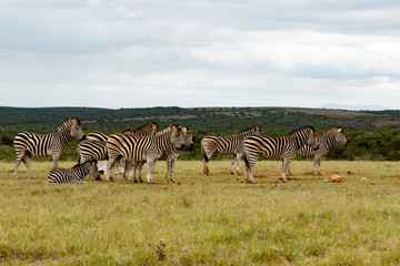Fototapeta na wymiar Zebras standing and lining up for some water
