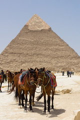 Horses in front of the Great Pyramid