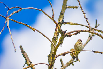 sparrow sitting on a tree branch, clear sunny spring day. Nature background