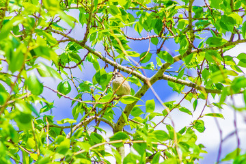 Obraz premium sparrow sitting on a tree branch, clear sunny spring day. Nature background
