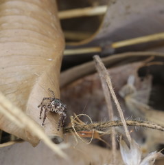 jumping spider