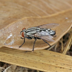 gadfly
