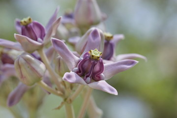 Fototapeta na wymiar Crown Flower 