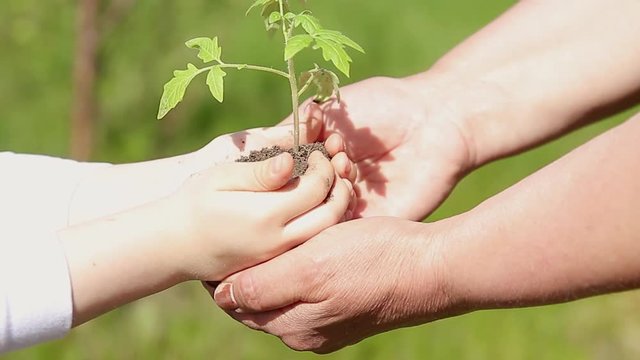 Hands of elderly woman and baby holding a young plant against a green natural background in spring. Ecology concept