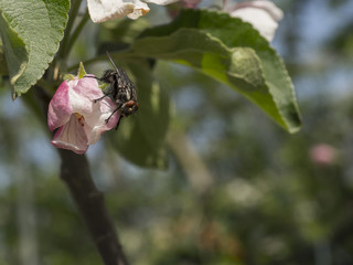 Flying insect waiting on the flower