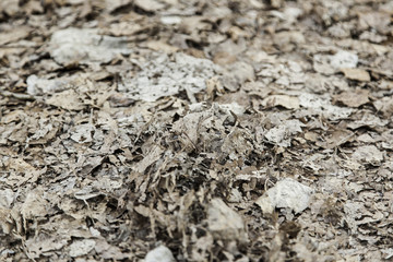 Autumn leaves on the ground