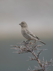 Great rosefinch