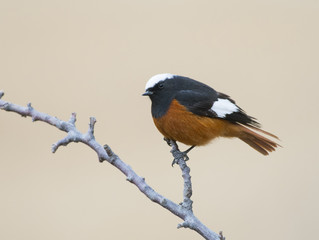 White winged redstart