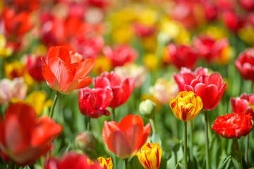 Obraz premium チューリップ