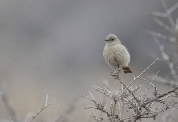 white-winged redstart