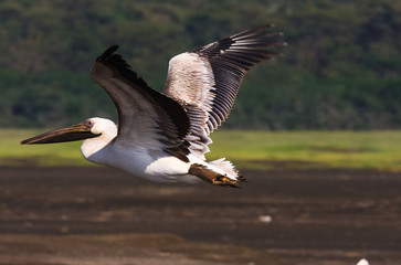 Bird over the lake. Nakuru, Kenya