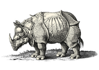 vintage animal vector design element: detailed drawing of a rhinoceros isolated on a white background - ground/grass is a separate element