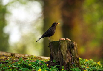 Bird black thrush on tree stump in summer forest on trees background