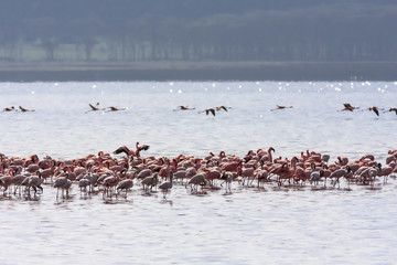 Pink flock in Nakuru lake. Kenya, Africa	