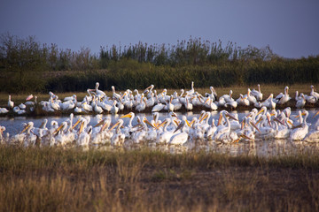 sitting flock