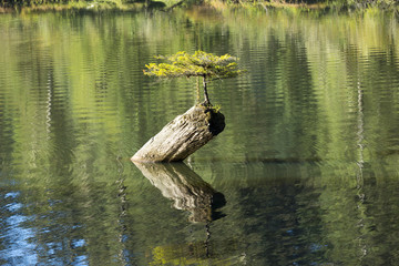 Lonely small fir tree living on a tree trunk, Fairy Lake, Vancouver Island, Canada