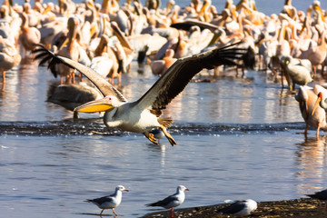 Pelican sits on the water. Nakuru, Kenya. Africa