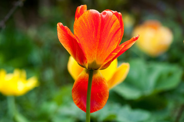 Tulpe Blüte rot