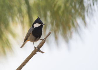 Spot winged tit
