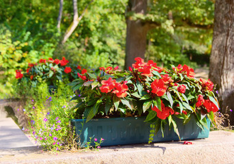 Blossoming balsam in a flower pot.
