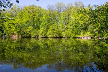 Fototapeta na wymiar Lake in green forest