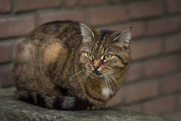 Eine Katze liegt vor einer Hauswand