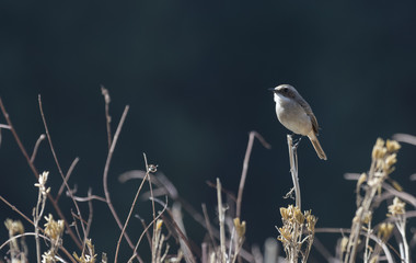 Gray Bush Chat