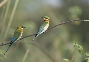 The blue tailed bee eaters