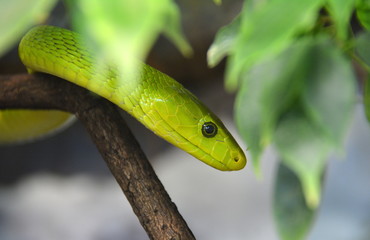 Grüne Mamba - Giftschlange