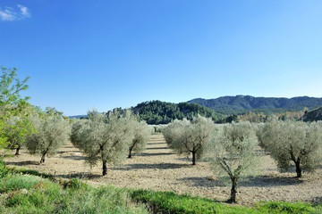 Mediterranean olive trees field panoramic view
