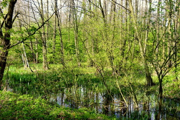 forest stream