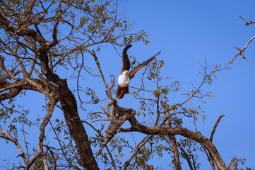 African Fish Eagle in a branch in the Chobe National Park in Botswana, Africa; Concept for travel in Africa and Safari