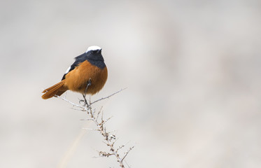 White winged redstart