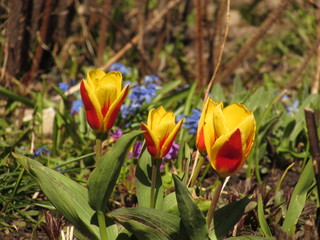 Tulips