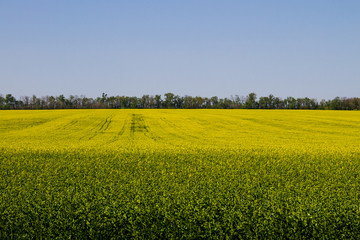 Fototapeta premium Field of yellow flowering rapeseed