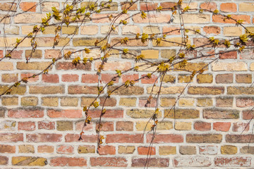 creeper plant with young green leaves covering a brick wall in early spring