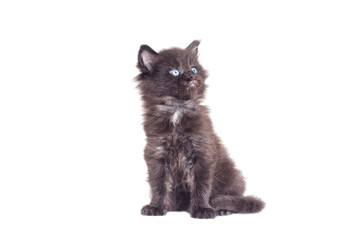 Little Maine Coon kitten looks