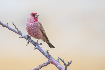Great Rose finch