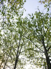 봄날의 싱싱한 나무 그리고 나뭇잎