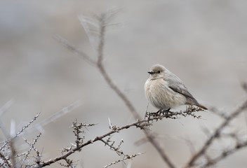 white-winged redstart