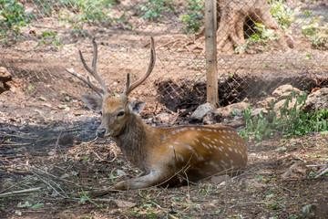 Deer