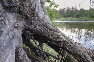 The roots of a dry tree on the shore of a wild lake