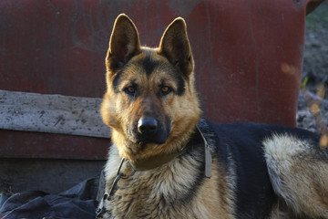 German Shepherd is tied to an iron chain