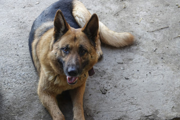 German Shepherd. The best protection of rural houses