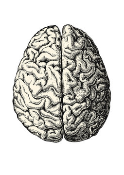 retro vector medical design element: detailed vintage illustration of a human brain, top view