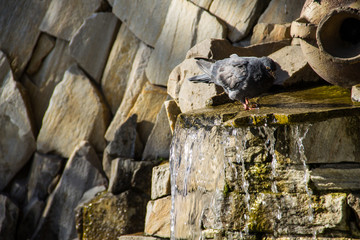 Pigeon drinking water from the pool of fountain in the park